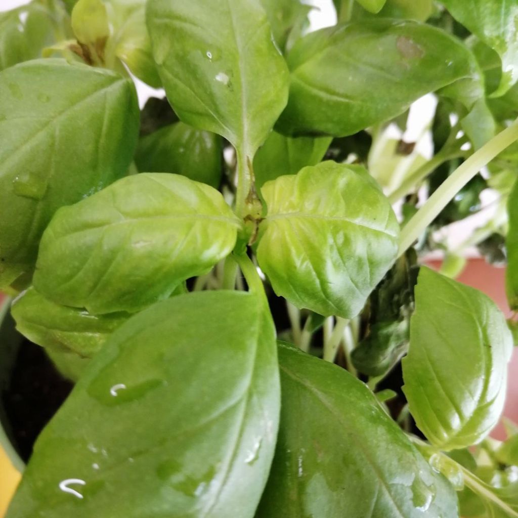 basilico profumato - mediterranea vibes - SLOW DRINK & GLOW - ALEGRE care