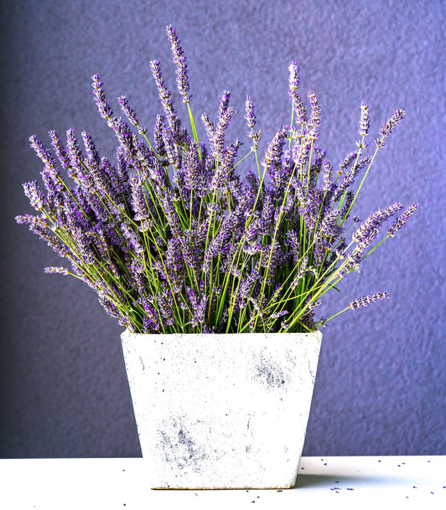 lavanda relax - piante della salute - ALEGRE care