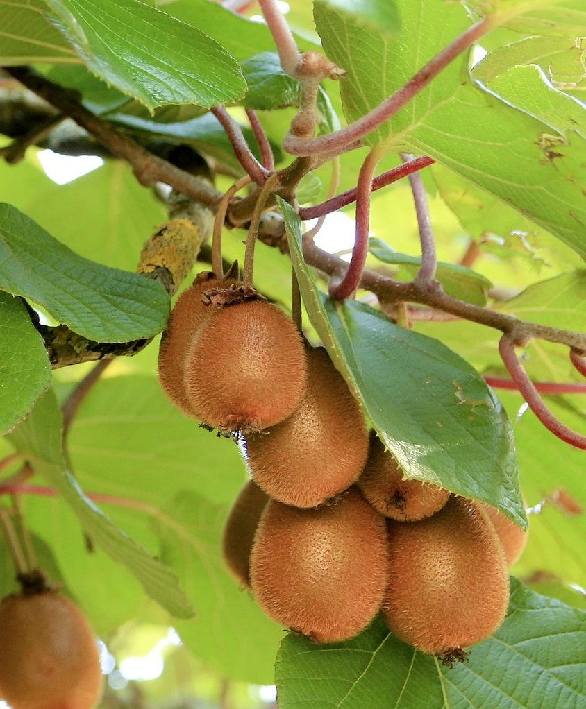 routine-ALEGRE CARE-kiwi