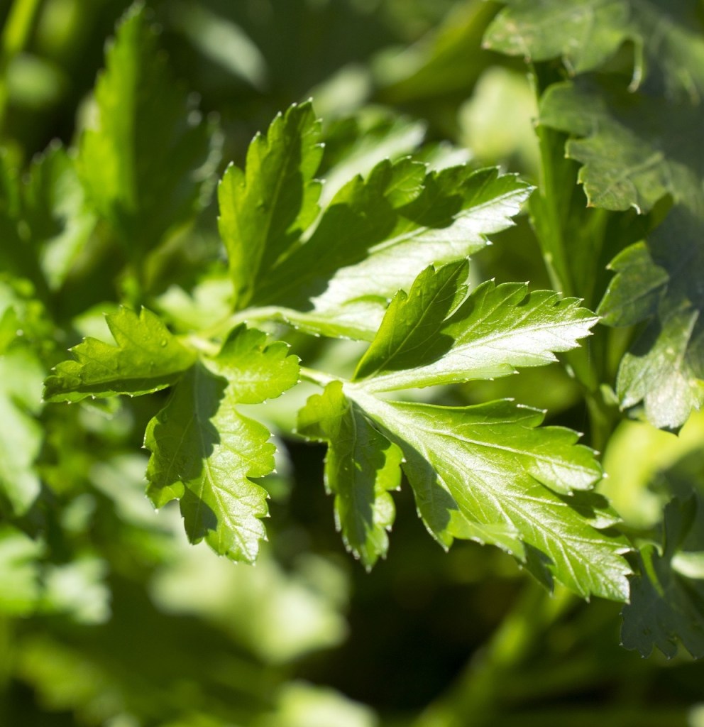 routine-ALEGRE CARE-prezzemolo