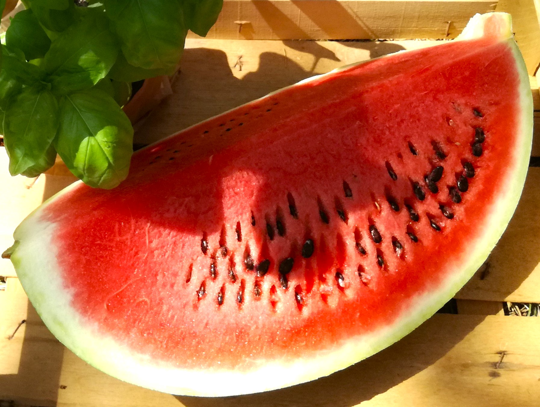 cocomero - forte importante calma - ALEGRE care