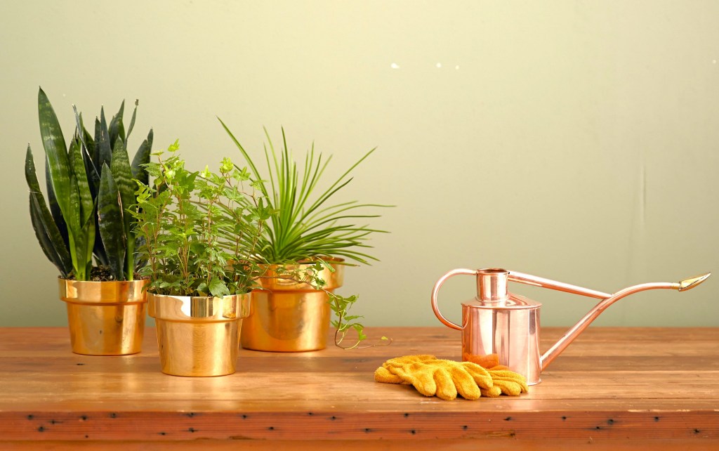 coltivare piante autostima - piante d'appartamento - ALEGRE care