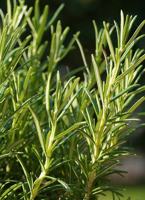 Rosmarino-buon umore- ALEGRE care